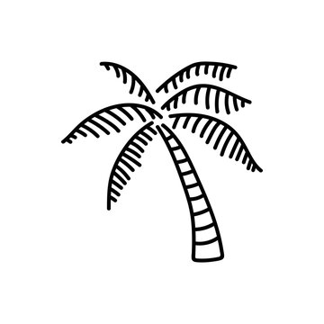 Hand drawn palm tree logo, icon, vector illustration