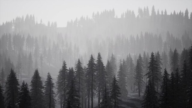 Winter landscape in Semenic mountains