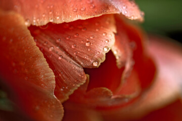 Large red open tulip flower with water drops