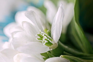 Large white spring snowdrop flower