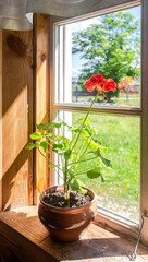 Red geranium flowers in a ceramic pot on the windowsill of old rural wooden house