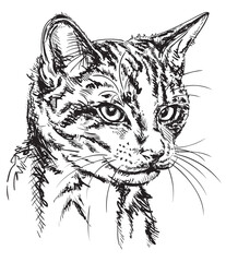 Cat Pen and Ink Portrait Drawing