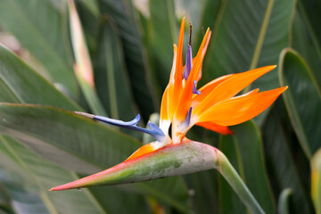 Exotic bird of paradise flower closeup. Strelitzia. Flowering perennial.
