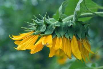 yellow flower with green leaves