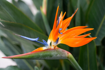 Fototapeta na wymiar Exotic bird of paradise flower closeup. Strelitzia. Flowering perennial. 