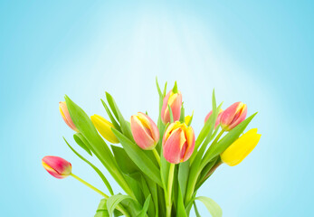 A bouquet of beautiful tulips on a blue background. Copy space.