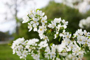 A blooming apple tree on a sunny spring day. Selective focus. 