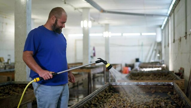 Bearded Caucasian man smiling washing snails spreading animals in container and looking at camera. Portrait of confident positive farmer growing edible molluscs indoors posing