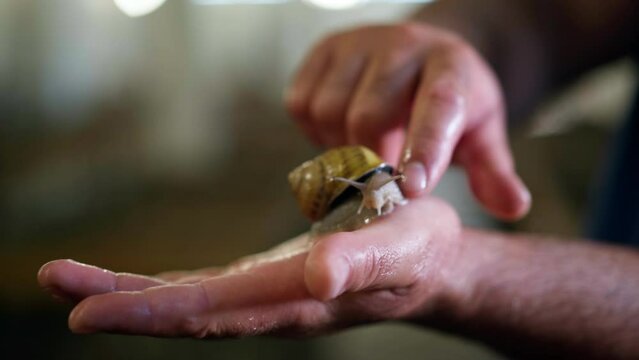 Close-up snail moving tentacles on hand with male finger stroking shell. Unrecognizable Caucasian man holding land slug indoors. Heliciculture and edible escargot production