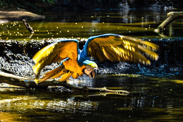 The Blue-and-yellow Macaw in Parque das aves Foz do Iguacu Brazil. Ara ararauna is a large South American parrot © rudiernst