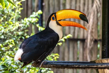 Wandcirkels aluminium Toco toucan at the Bird Park Parque Das Aves in Foz do Iguacu, near the famous Iguacu Falls in Brazil. © rudiernst