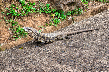 Argentine black and white tegu, Salvator merianae at the Bird Park Parque Das Aves in Foz do Iguacu, Brazil.