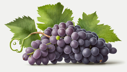 Fototapeta premium A bunch of grapes photoreal illustration on white background can easily be isolated vector