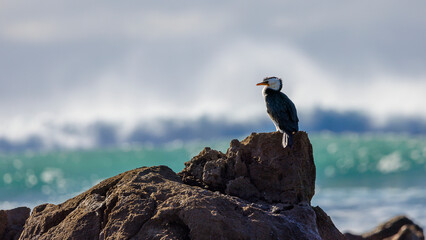 portrait of a cormorant on a rock by the ocean