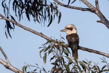 Kookaburra perched on a eucalyptus branch in the Blue Mountains, Australia