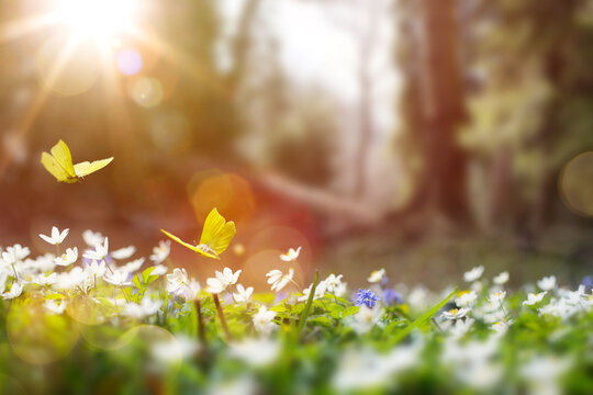 Forest glade with lots of white spring flowers and butterflies on a sunny day © Konstiantyn