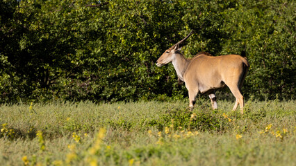 an eland cow in golden light
