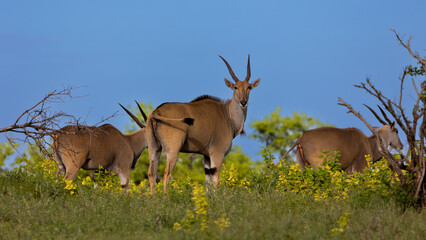 Naklejka na ściany i meble a herd of eland with a blue sky background