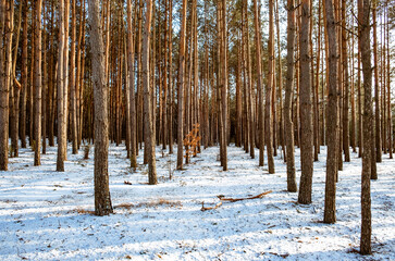 Pine forest. Trees in sun rays Look up view. Evergreen woodland. Fresh air full of ozone. Nature landscape. High and straight trunks. Pinewood at sunny winter weather. Industrial woods cultivation