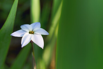 美しく可憐な春の花「ハナニラ（イフェイオン）（花韮）」