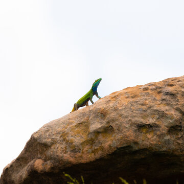 male platysaurus lizard on a rock