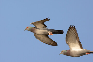 Rock pigeons (Columba livia) in flight against a clear blue sky