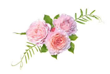 Bouquet of pink roses isolated on transparent background.  Flower composition , flowers with green leaves. 