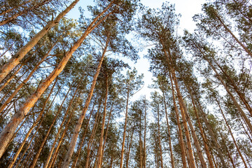 Pine forest. Tree crowns tops in sun rays on blue sky background. Look up view. Evergreen woodland. Fresh air full of ozone. Nature landscape. High and straight trunks. Pinewood at sunny weather