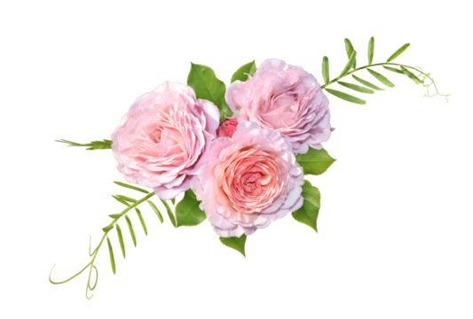 Bouquet of pink roses isolated on transparent background.  Flower composition , flowers with green leaves. 