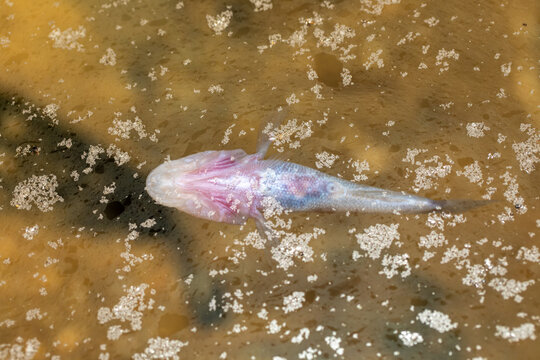 Typhleotris madagascariensis, endemic species of blind fish in the family Milyeringidae, strange animal cave fish in Tsimanampetsotsa National Park, Madagascar wildlife