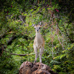 a klipspringer ram on a rock