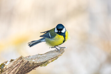 Common european bird Eurasian blue tit (Cyanistes caeruleus) in the winter nature perched on tree branch. Czech Republic wildlife