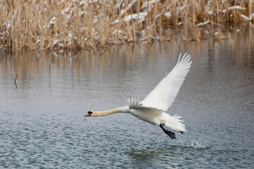 Wild bird mute swan male (Cygnus olor) swim in spring on pond, Czech Republic Europe wildlife
