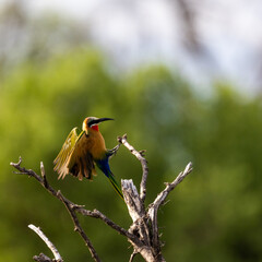 a white fronted bee eater