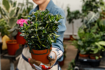 Greenhouse worker offering flower. Woman holding succulent plant. Caucasian gardener woman holding a plant. Female hands holding decorative succulent plant in a pot. Hands holding spring daisy flower