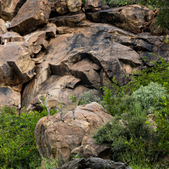 a pair of klipspringers on a rock