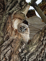 Pisklę puszczyka tawny owl