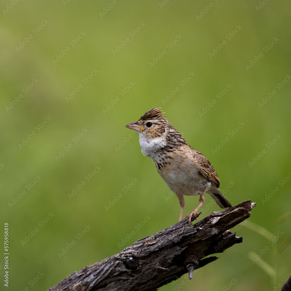 Canvas Prints a monotonous lark with green background