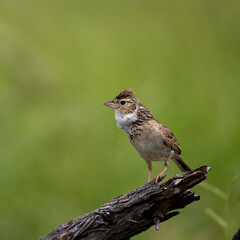 a monotonous lark with green background