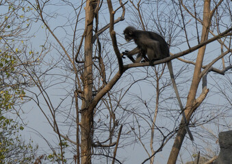 groupe de singes à lunettes famille des cercopitheadae dans une forêt sur un massif rocheux