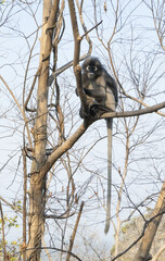 groupe de singes à lunettes famille des cercopitheadae dans une forêt sur un massif rocheux