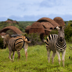 Fototapeta premium a zebra in Mapungubwe national park
