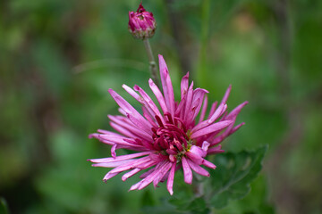 Flor de margarita en invierno