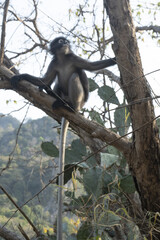 groupe de singes à lunettes famille des cercopitheadae dans une forêt sur un massif rocheux
