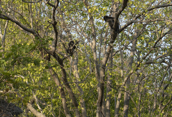 groupe de singes à lunettes famille des cercopitheadae dans une forêt sur un massif rocheux