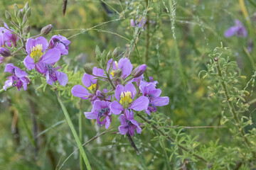 Obraz premium purple flower in the wild