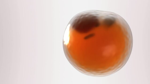 Adipose cell 3d model. Slow motion of white fat cell on light background with free space for text
