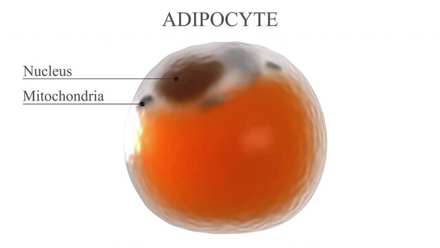 Adipocyte structure. 3d animation showing the names of the main elements that make up a white fat cell