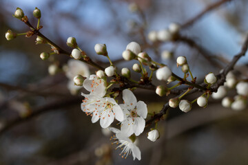 Spring flowers, seeds and buds.  Cherry