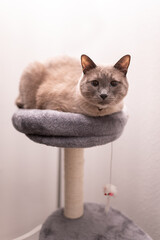A grey cat is sitting on the upper level of a tower with a mouse toy hanging